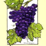 This illustration was for a Vincor wine list/greeting card. It started life as a pen and ink drawing that was digitally colourized and used in variety of formats.
